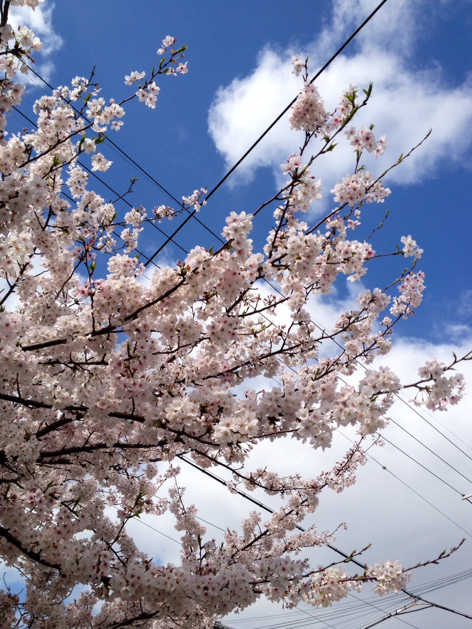 桜,さくら